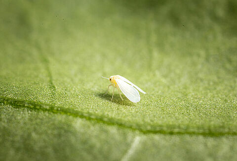 Mosca blanca de los invernaderos