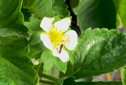 Predanostrum frena al pulgón en la fresa de Huelva