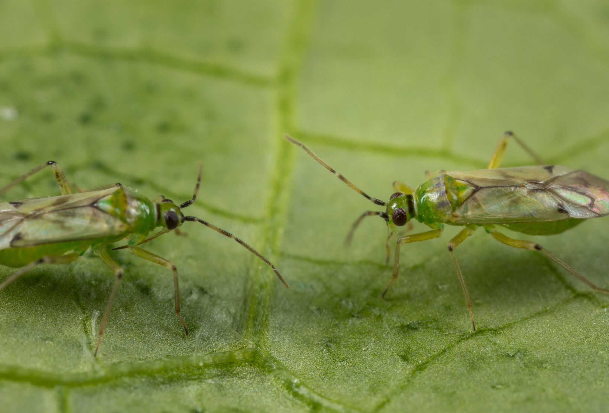 Refuerza ahora las dosis de Nesi para ganar la batalla a la Tuta en tomate