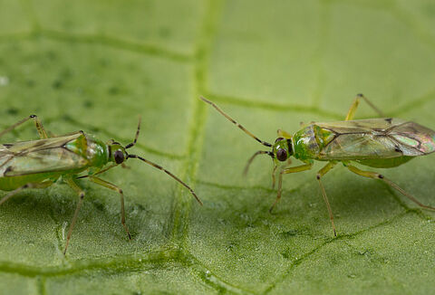 Cómo prevenir los brotes de Tuta en tomate cuando llegue la primavera