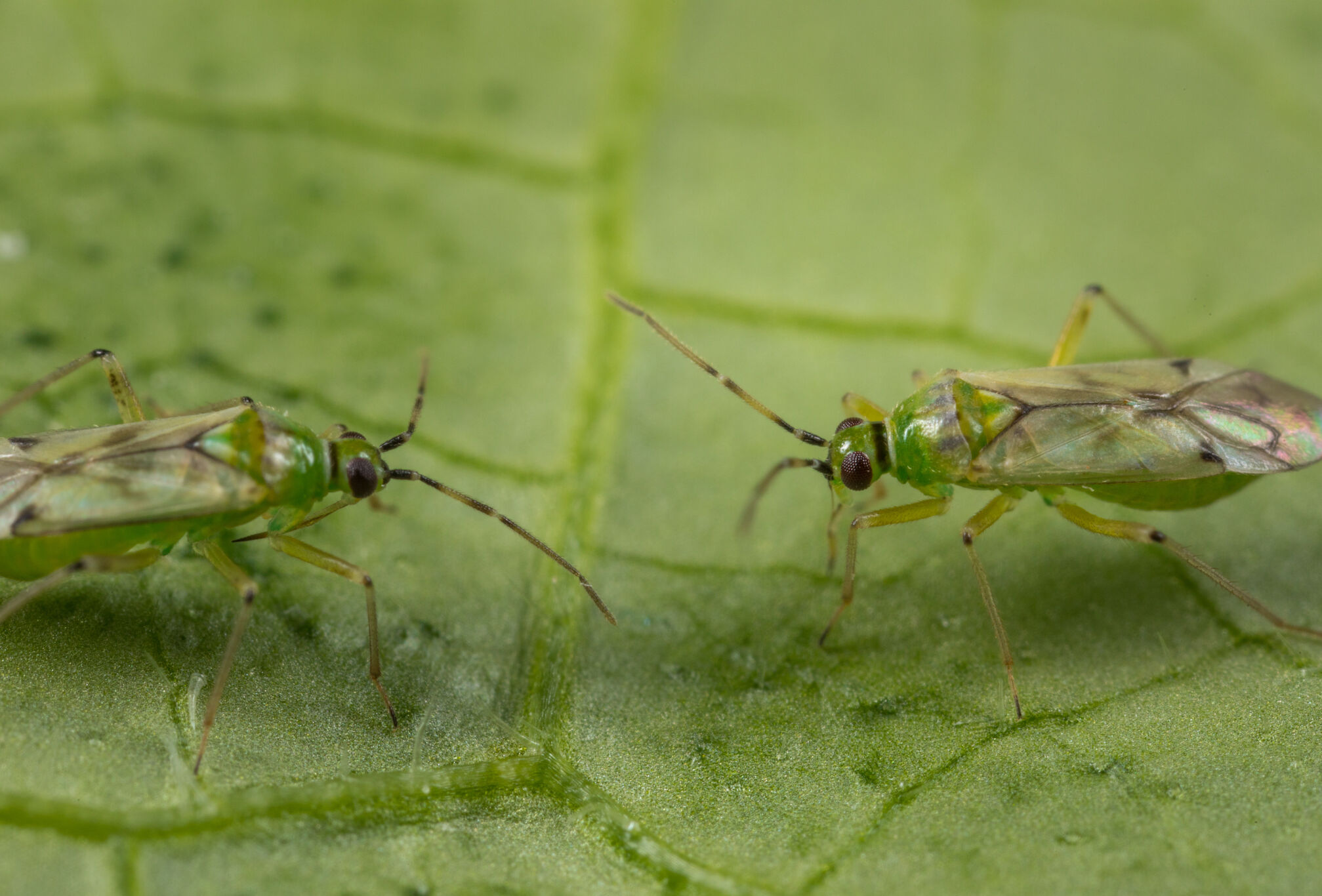 Cómo prevenir los brotes de Tuta en tomate cuando llegue la primavera
