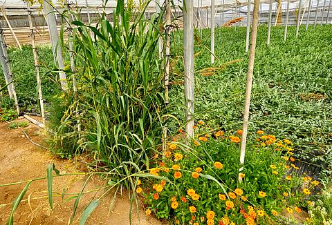 Plantas refugio para crear islas de biodiversidad en los invernaderos