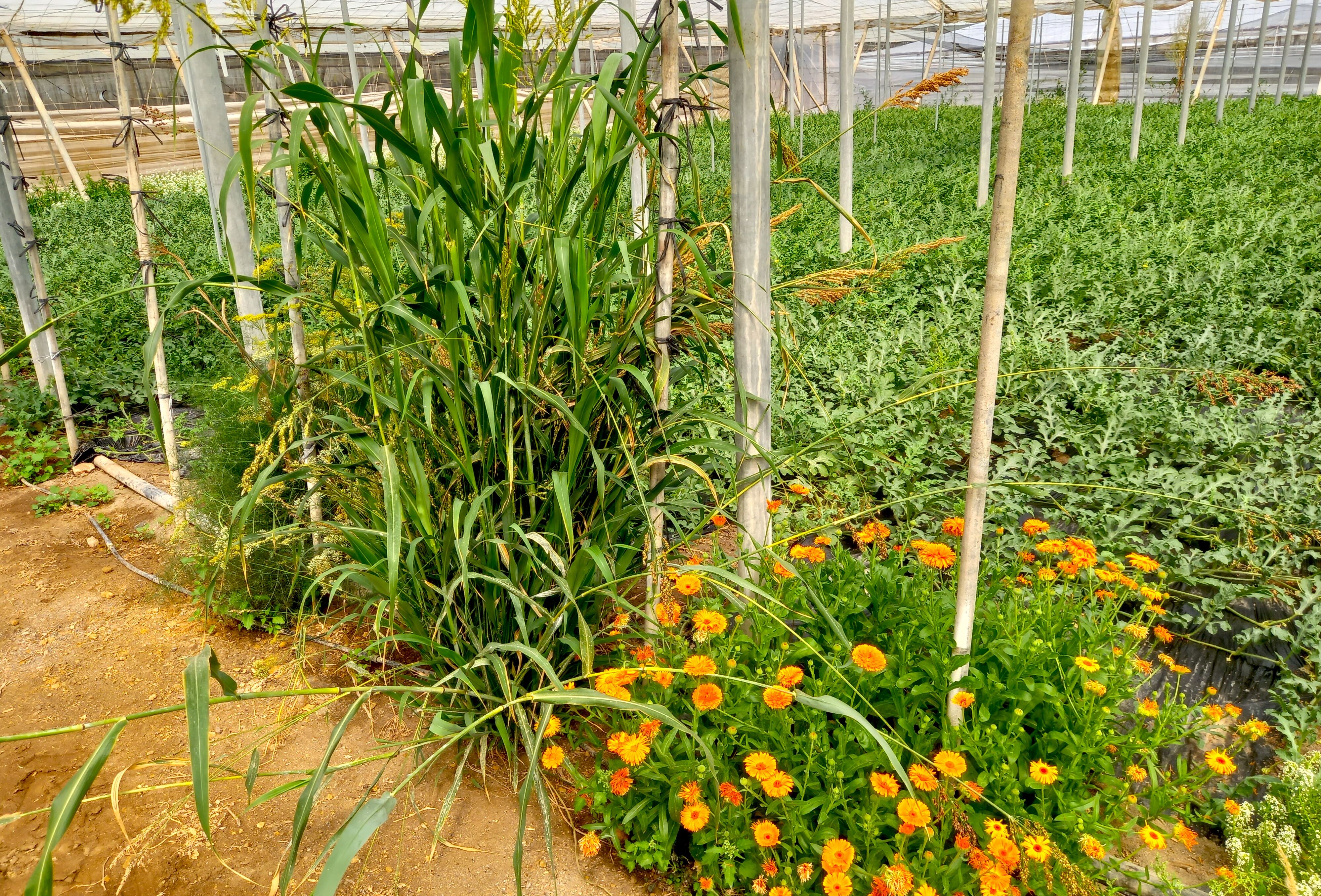 Plantas refugio para crear islas de biodiversidad en los invernaderos