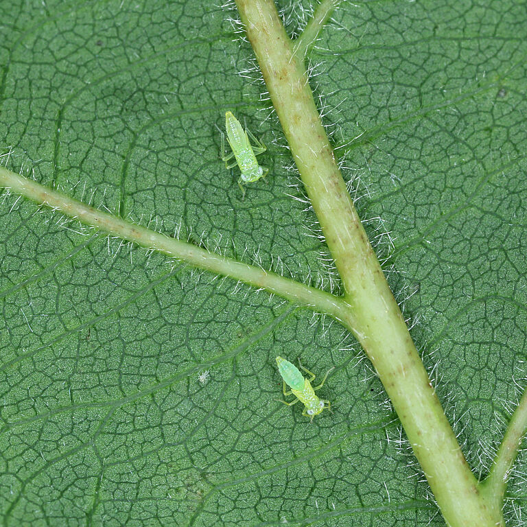Smaller green leafhopper Empoasca vitis