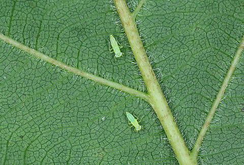 Mosquito verde de la vid