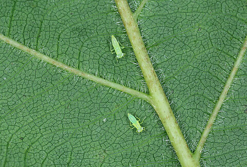 Mosquito verde de la vid