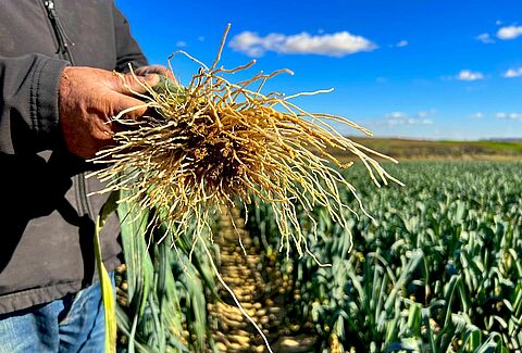 Control efectivo de las enfermedades transmitidas por el suelo con el biofungicida Trianum