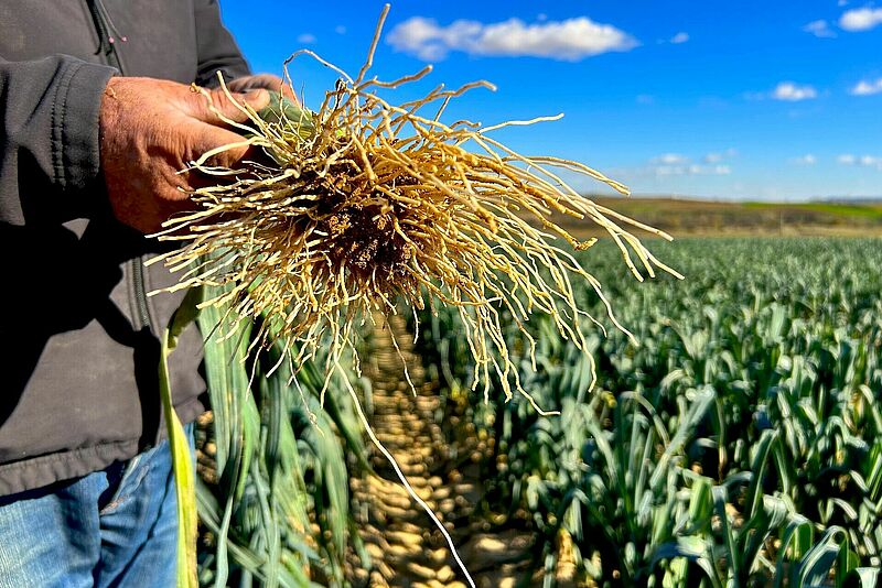 Raíces de puerro ecológico cultivado en Toledo con Trianum.