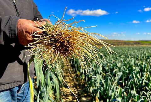 Control efectivo de las enfermedades transmitidas por el suelo con el biofungicida Trianum