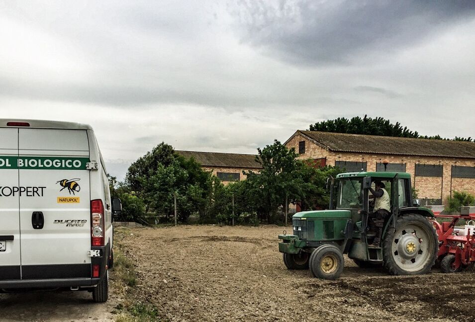 Ceres-Mix impulsa la emergencia de la planta en ajo, leguminosas y cereales