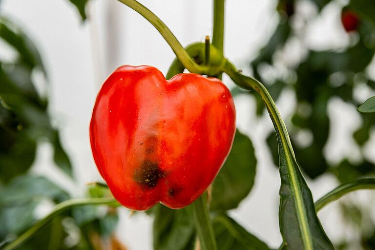 Red pepper with severe feeding damage caused by the southern green stink bug (Nezara viridula), showing dark sunken lesions and tissue discoloration.