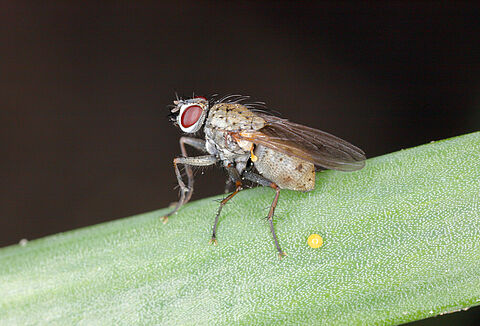 Mosca de la cebolla