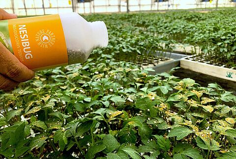 Koppert apuesta por la suelta manual de ‘Nesi’ en semillero
