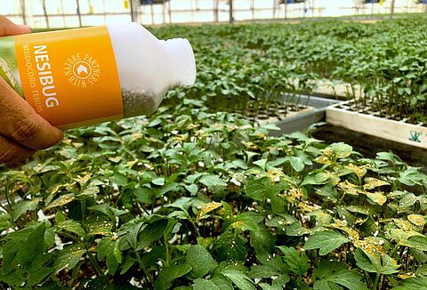 Koppert apuesta por la suelta manual de ‘Nesi’ en semillero