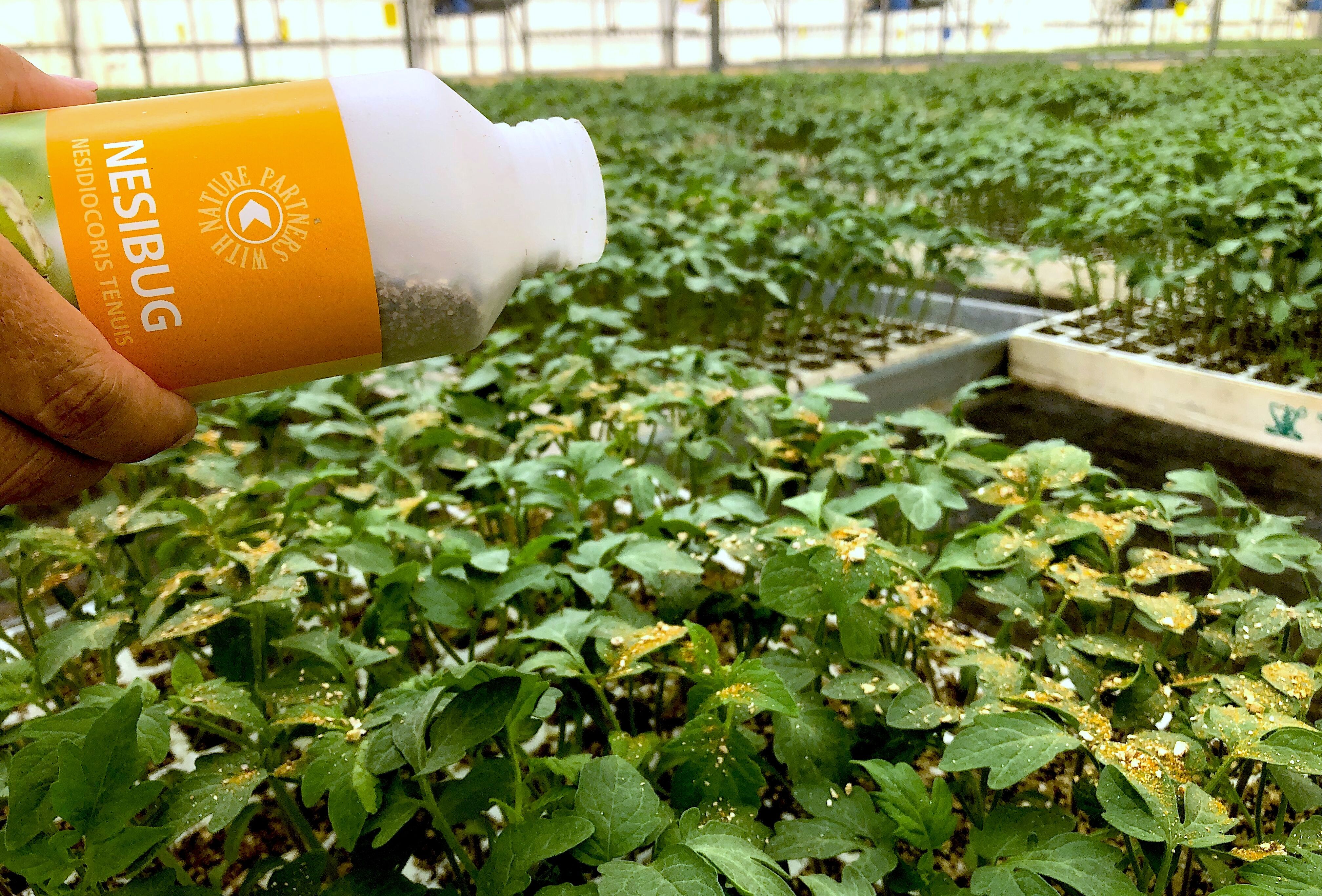 Koppert apuesta por la suelta manual de ‘Nesi’ en semillero