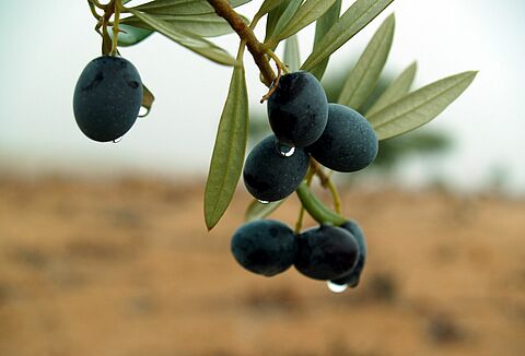 Primer hongo para el control biológico de mosca del olivo