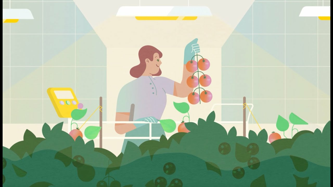 Bioinsecticida Mycotal: así destruye a la mosca blanca.