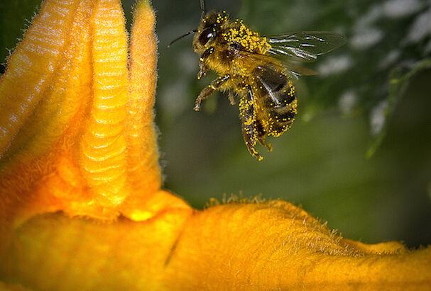 “Polinización”, de Antonio Navarro, ganadora de la primera edición del concurso GreenPhotoKoppert