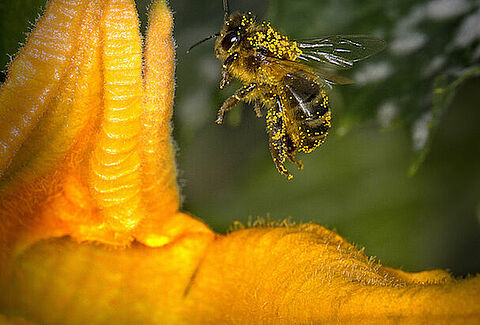 “Polinización”, de Antonio Navarro, ganadora de la primera edición del concurso GreenPhotoKoppert