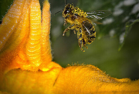 “Polinización”, de Antonio Navarro, ganadora de la primera edición del concurso GreenPhotoKoppert
