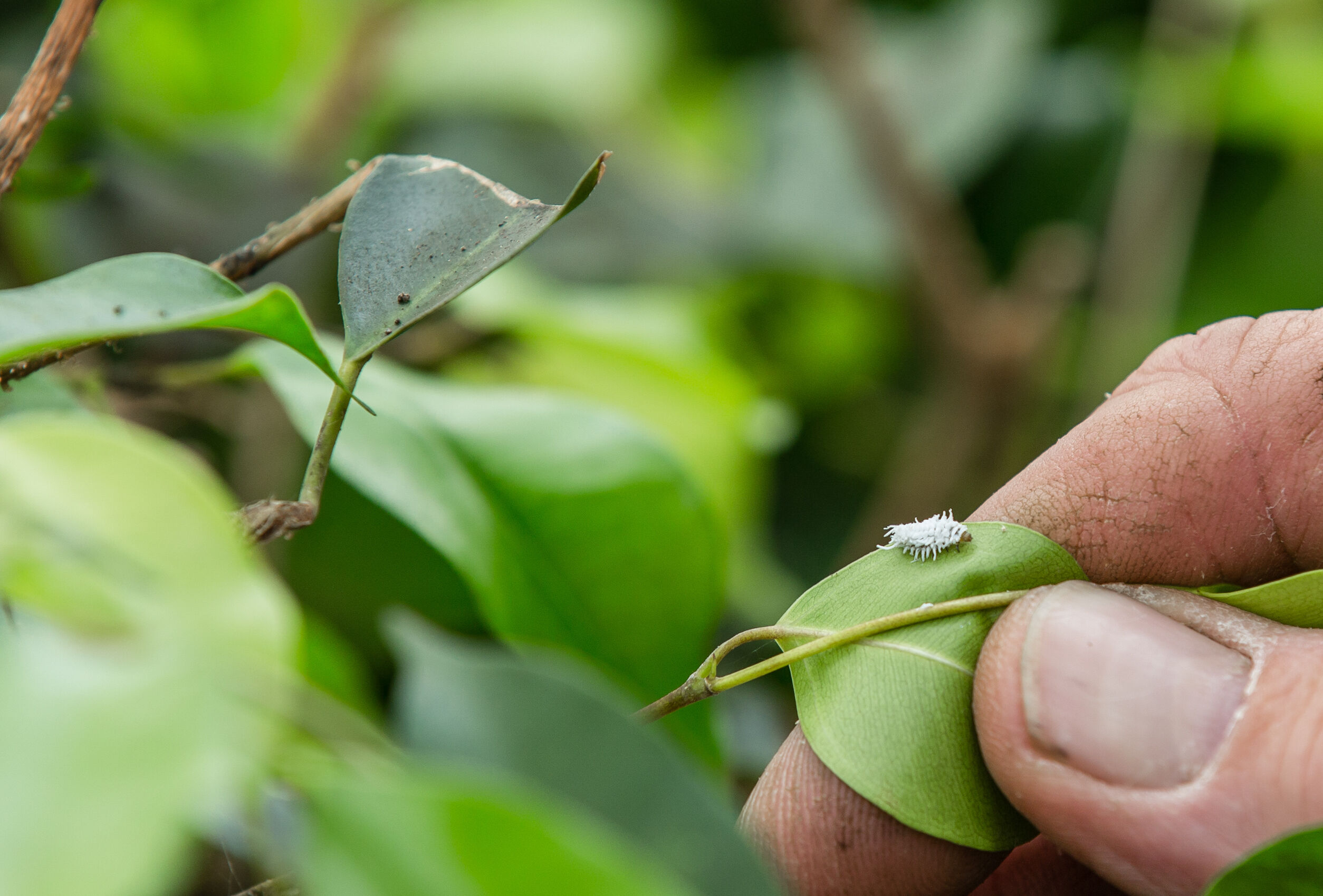 Cryptolaemus refuerza el control biológico del cotonet de Sudáfrica