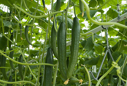 Pepino