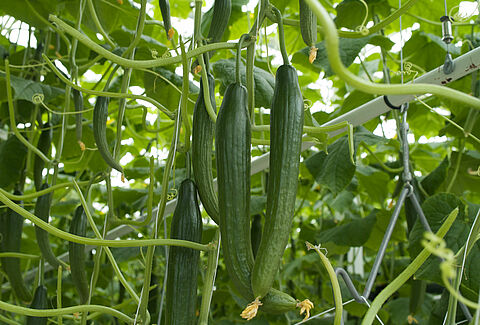 Pepino