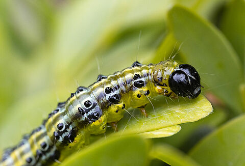 Buxatrap y Capsanem, la combinación eficaz para el control biológico de la polilla del boj