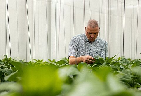 Pioneros de los ácaros depredadores: Un recorrido por las innovaciones en biocontrol