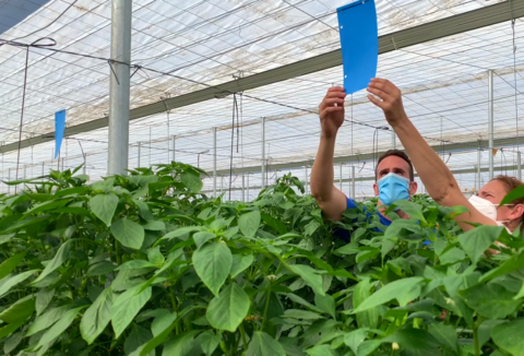 Hay que adaptar el control de Trips en pimiento a cada finca
