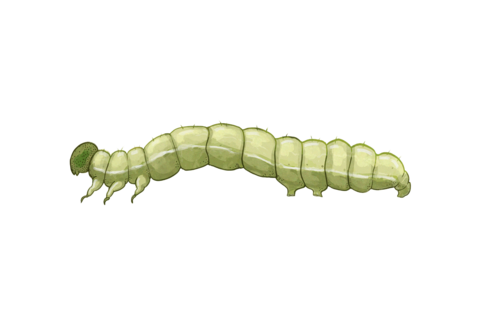 Orugas