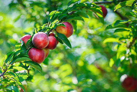 Nectarina