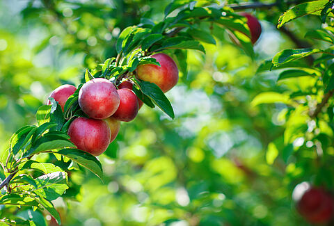 Nectarina