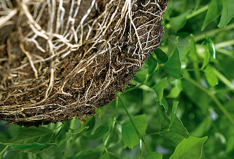 Cómo devolver al suelo la biodiversidad perdida tras la desinfección