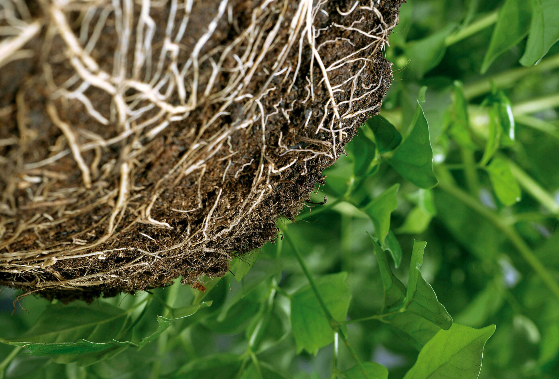 Cómo devolver al suelo la biodiversidad perdida tras la desinfección