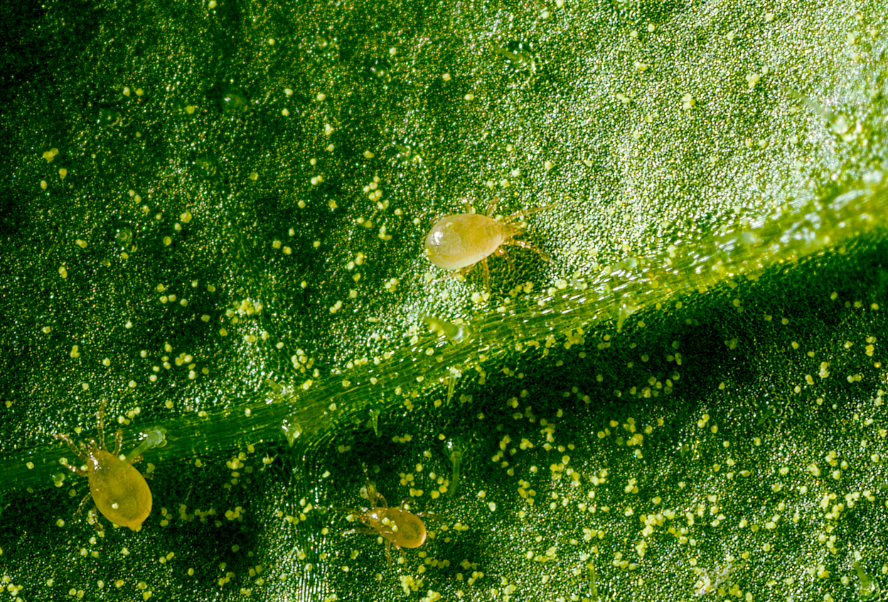 El control biológico en primavera facilita la protección frente a plagas en el próximo ciclo de invierno