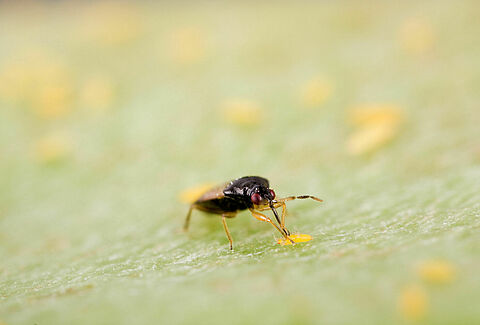 Insectos depredadores
