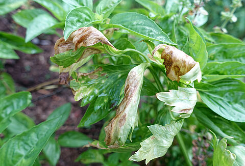 Almudena Ferrer y Marcos Robles, ganadores de la cuarta edición de Green Tour Koppert