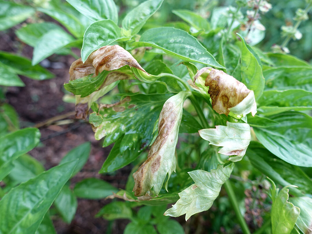Prevención, control y daños del tizón temprano