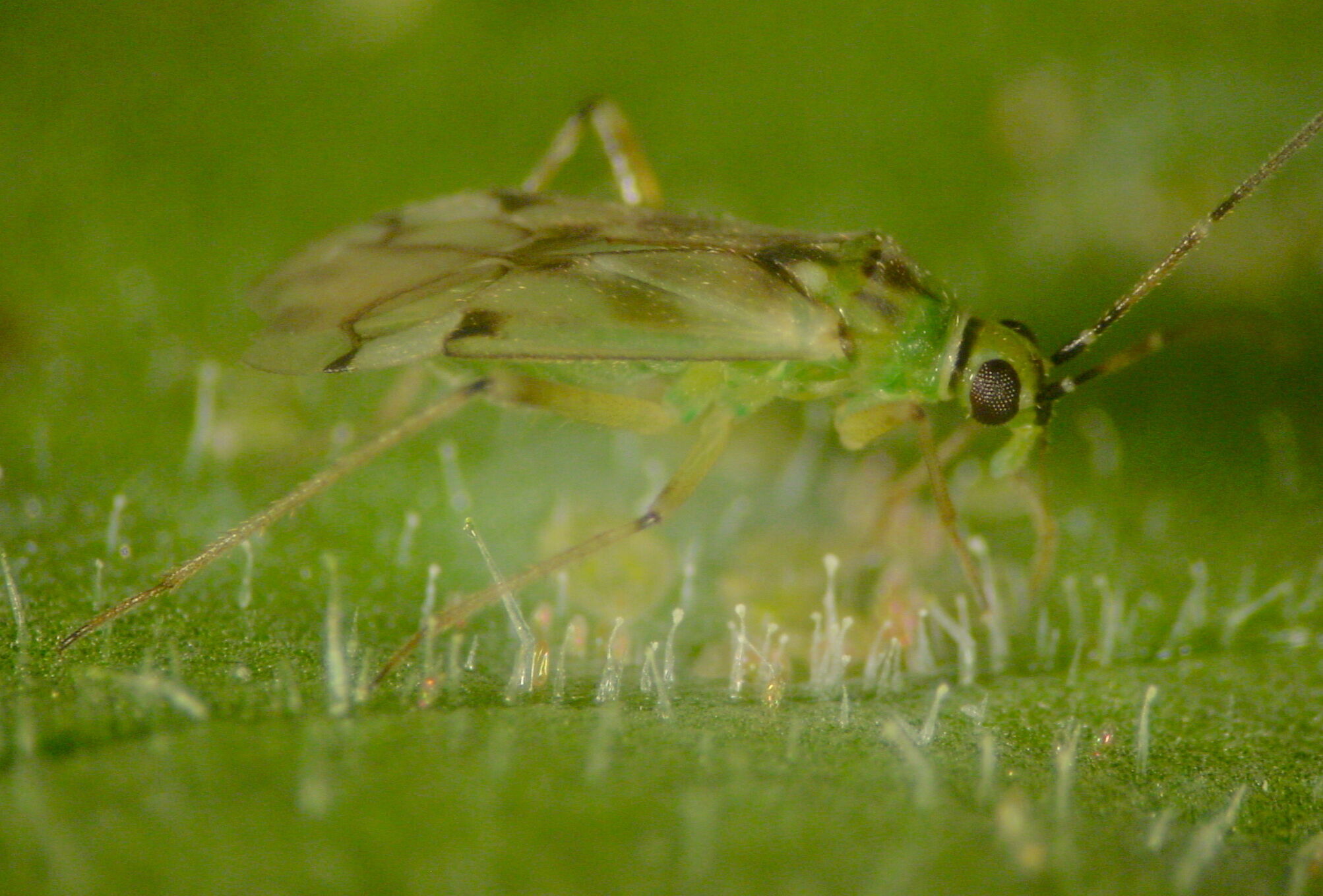 'Nesi' es la opción más eficaz y rentable para el control biológico de mosca blanca y Tuta en tomate