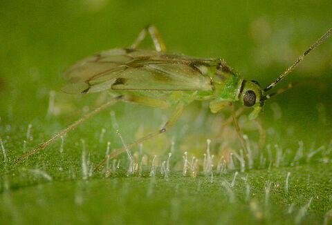 'Nesi' es la opción más eficaz y rentable para el control biológico de mosca blanca y Tuta en tomate