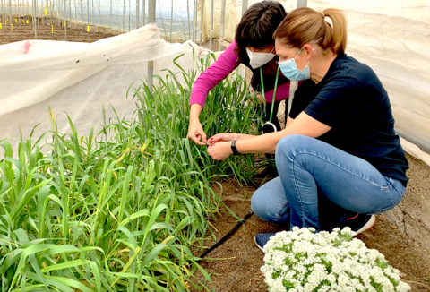 Setos vegetales y plantas reservorio facilitan el éxito en el control biológico del pulgón
