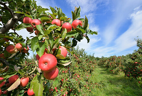 Manzana