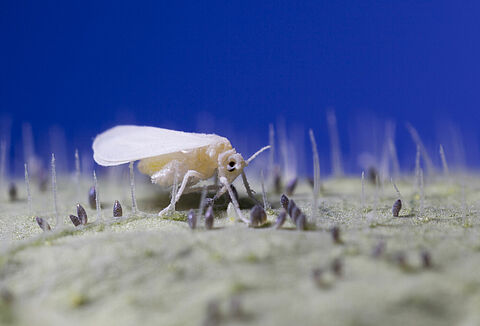 El control biológico en melón y sandía evitará la transferencia de plagas al cultivo de la campaña próxima