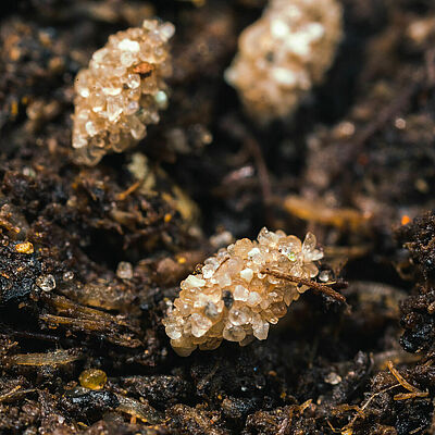Aphidoletes aphidimyza fase pupal