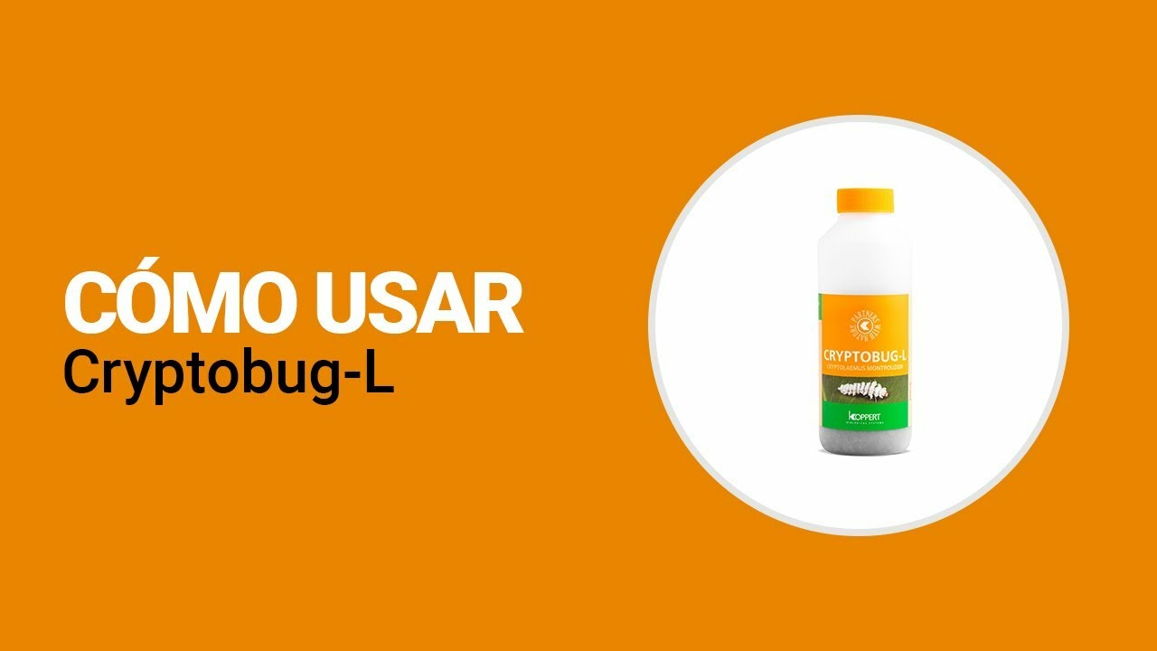 Cómo usar Cryptobug-L de Koppert