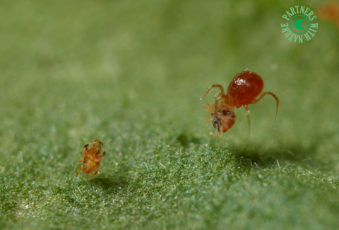 El control biológico de araña roja en cítricos es más eficaz si la fauna auxiliar dispone de alimento alternativo
