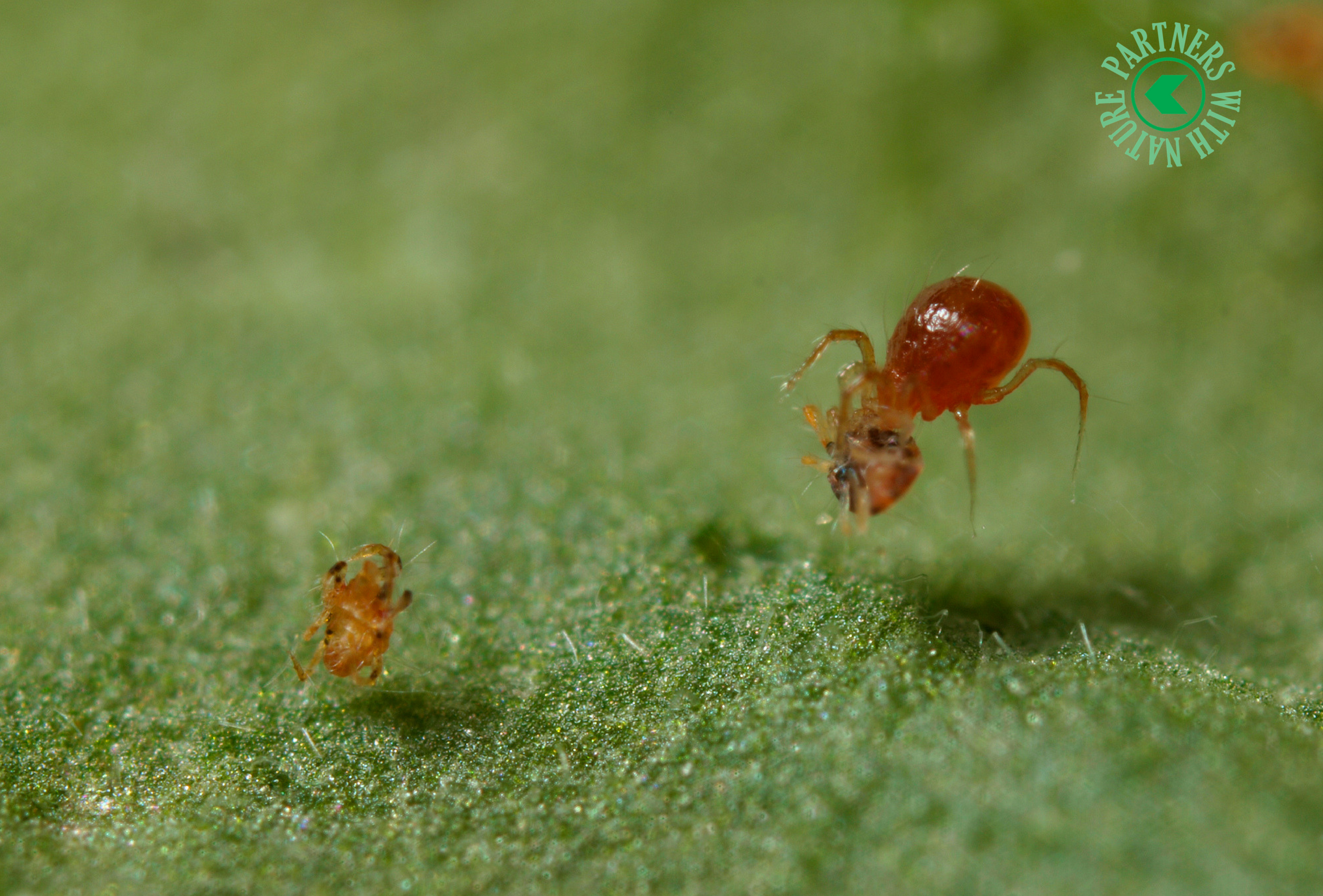 El control biológico de araña roja en cítricos es más eficaz si la fauna auxiliar dispone de alimento alternativo