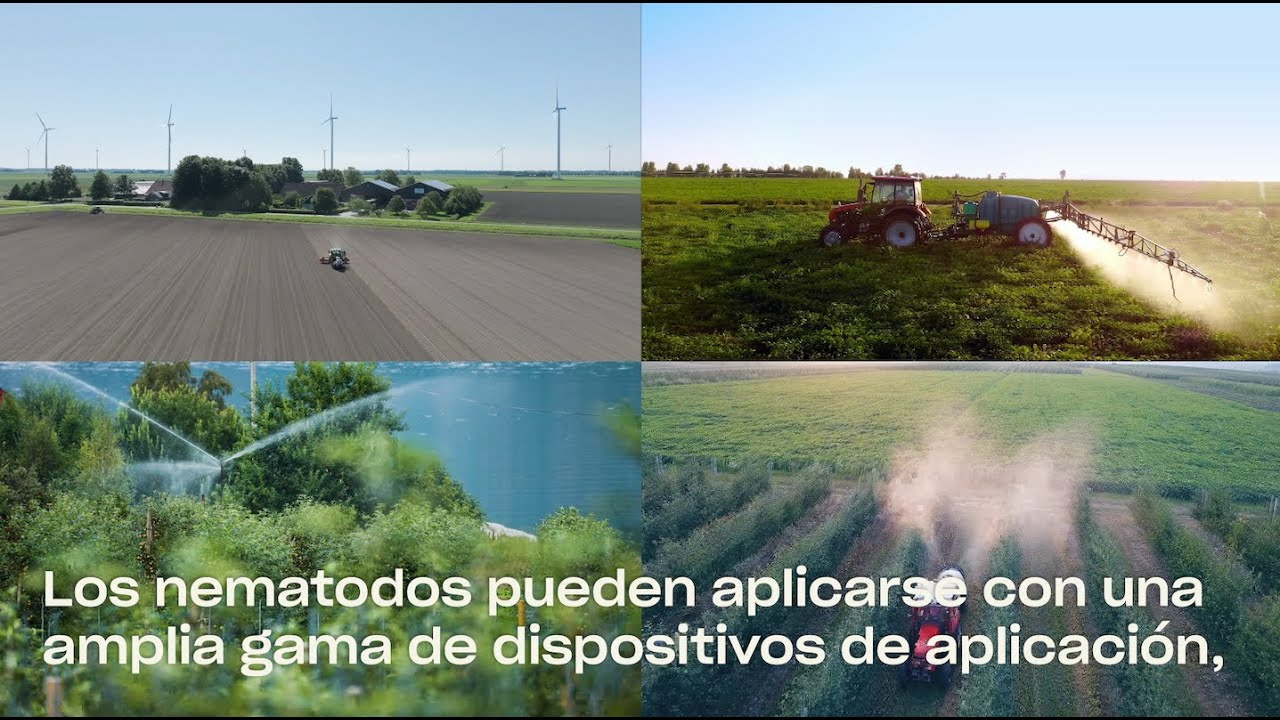 Cómo usar nematodos entomopatógenos