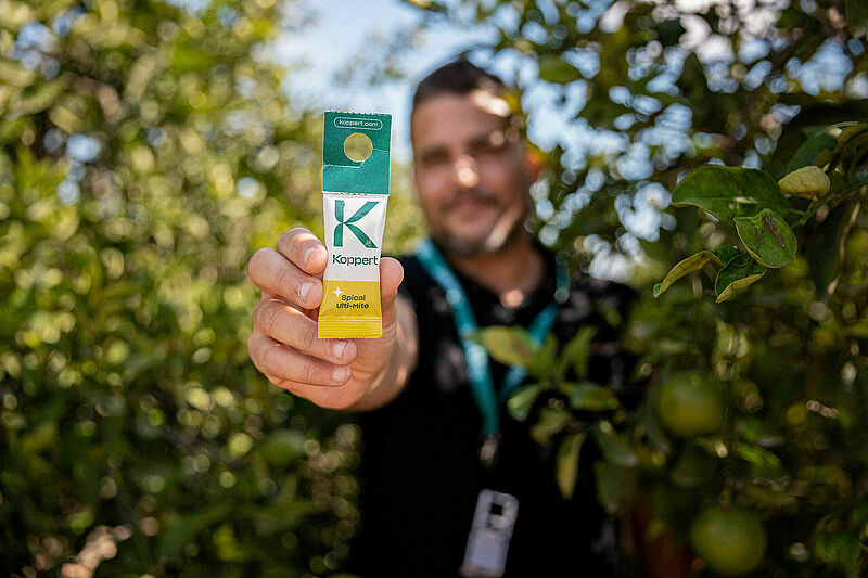 Un asesor de Koppert muestra un sobre de Spical Ulti-Mite en una finca de cítricos en Murcia
